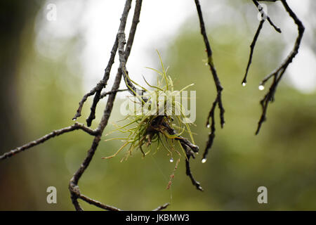 Pungenti e fuzzy licheni e muschi su alberi con le goccioline di acqua e rugiada dopo la pioggia Foto Stock