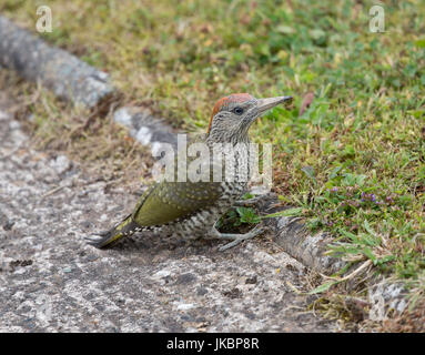 Picchio verde, Picus viridis. Shropshire/Galles confini Foto Stock