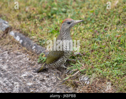 Picchio verde, Picus viridis. Shropshire/Galles confini Foto Stock