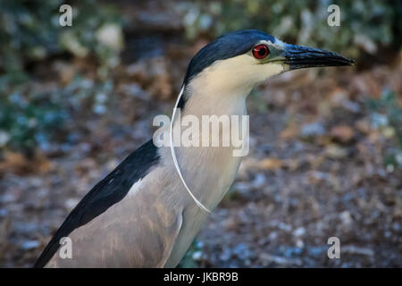 Close-up verticale di un Nero coronato nitticora. Foto Stock