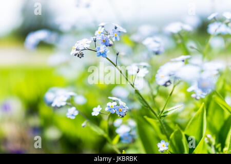 Piccolo Blu non ti scordar di me Myosotis fiori macro closeup nel giardino estivo campo Foto Stock