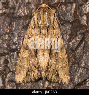 Archi scuro (Apamea monoglypha) a riposo sulla corteccia. British moth nella famiglia Noctuidae attratte verso la luce in bagno, Somerset, Regno Unito Foto Stock