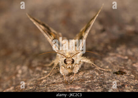 Argento Y (Autographa gamma) circa a prendere il volo. Immigrato falena britannico nella famiglia Noctuidae attratte verso la luce in bagno, Somerset, Regno Unito Foto Stock