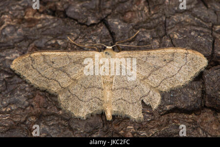 Onda Riband tarma (Idaea aversata) a riposo sulla corteccia. British moth nella famiglia Geometridae attratte verso la luce in bagno, Somerset, Regno Unito Foto Stock