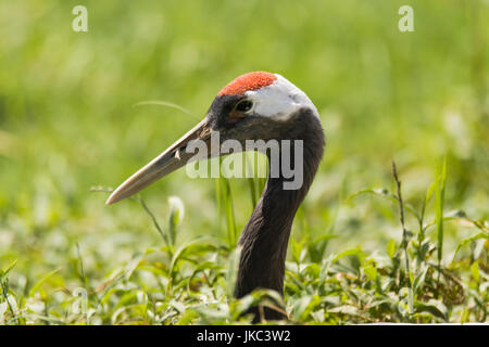 Rosso-crowned crane (Grus japonensis) della testa e del collo. Grandi uccelli minacciate nella famiglia Gruidae emergenti dalla vegetazione, aka gru giapponese Foto Stock