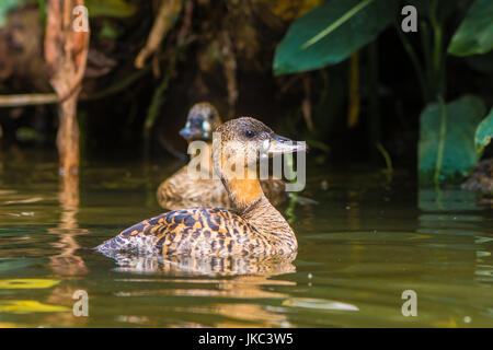 Coppia di African white-backed anatre (Thalassornis leuconotus). Nominare la sottospecie di uccelli nella famiglia anatidi nuoto su stagno Foto Stock