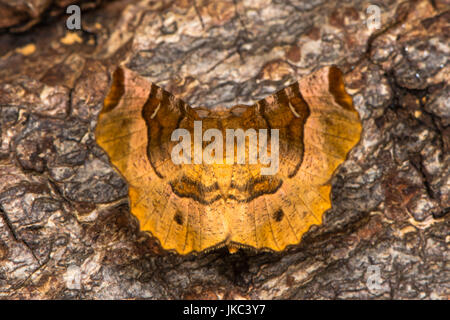 Viola thorn tarma (Selenia tetralunaria upperside). British moth nella famiglia Geometridae a riposo sulla corteccia Foto Stock