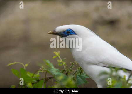 Bali myna (Leucopsar rothschildi) nel profilo. In pericolo critico Bird alias della Rothschild mynah, Bali starling, o Bali mynah Foto Stock