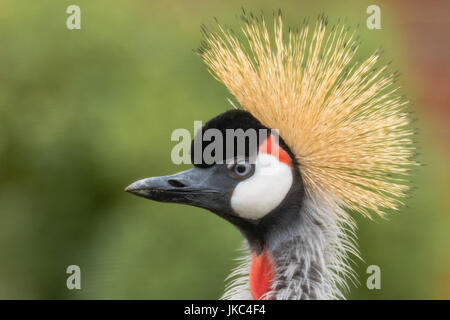 East African Grey Crowned Crane (Balearica regulorum gibbericeps ritratto). Uccello Nazionale dell Uganda in famiglia Gruidae, in prossimità della testa e del collo Foto Stock