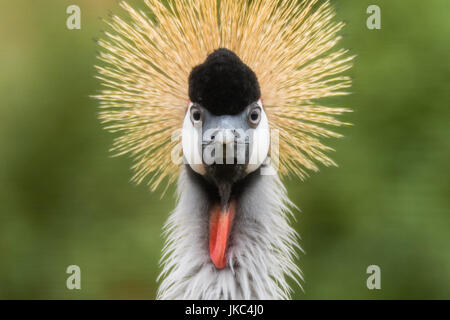 East African Grey Crowned Crane (Balearica regulorum gibbericeps). Uccello Nazionale dell Uganda in famiglia Gruidae, guardando direttamente alla fotocamera Foto Stock