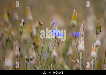 Fiordaliso (Centaurea cyanus) fiore e seedheads. Un blu elettrico fiore di piante in famiglia Asteraceae growning come parte di un selvaggio fiore mix Foto Stock