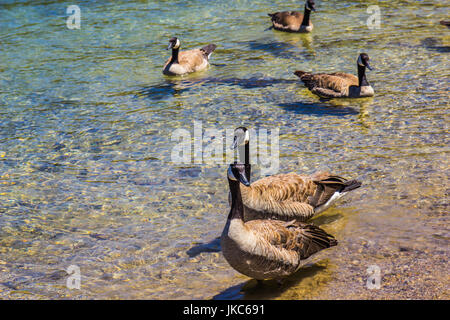 Cinque oche guadare in chiare acque del lago di montagna Foto Stock