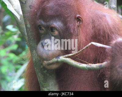 Orangutan in riserva di sepilok in Borneo, Malaysia Foto Stock