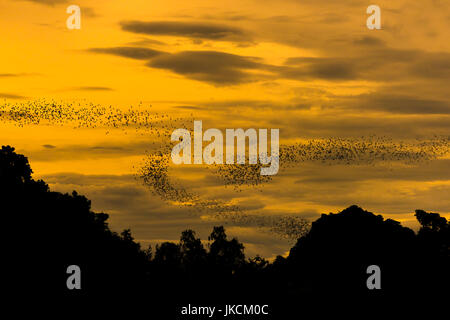 La bat sciami. Foto Stock