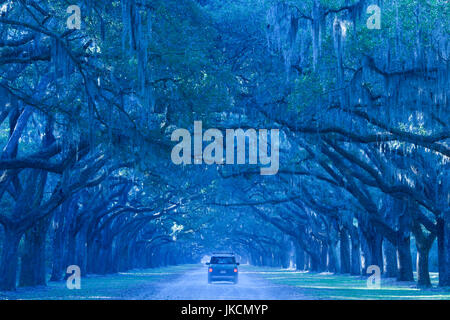 Stati Uniti d'America, Georgia, savana, Wormsloe sito storico dello Stato, Live Oak Avenue, 400 di lecci linea la strada per l'ex Wormsloe Plantation Foto Stock