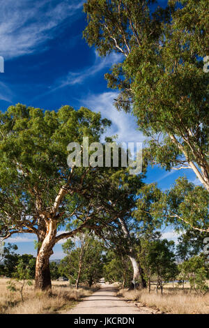 In Australia, in Sud Australia, la Barossa Valley, Mount Pleasant, country road Foto Stock