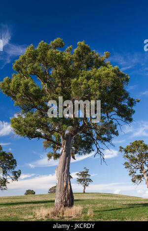 In Australia, in Sud Australia, la Barossa Valley, Mount Pleasant, alberi di gomma Foto Stock