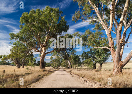 In Australia, in Sud Australia, la Barossa Valley, Mount Pleasant, country road Foto Stock