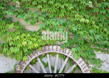 Antico e legno stagionato carrello ruota di vite con foglie di colore verde Foto Stock