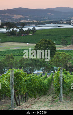 Australia, Victoria, VIC, La Valle di Yarra, vigneto Foto Stock