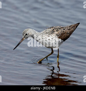 Comune (Greenshank Tringa nebularia), per adulti in estate piumaggio, inferiore Mori, St Mary, isole Scilly, Inghilterra, Regno Unito. Foto Stock