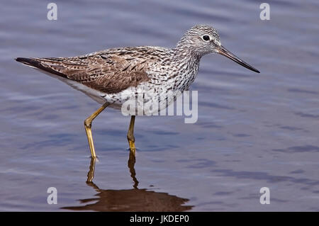 Comune (Greenshank Tringa nebularia), per adulti in estate piumaggio, inferiore Mori, St Mary, isole Scilly, Inghilterra, Regno Unito. Foto Stock