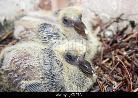 Il giovane piccione nel nido dei rami. due. Con piumaggio di colore giallo e lanugine. Piccola. Foto per il tuo design. Foto Stock