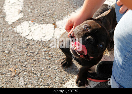 Bulldog nero faccia essendo accarezzato in strada Foto Stock