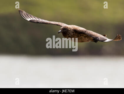 Un grande Skua (Catharacta skua) in volo sopra il mare, Shetland, Regno Unito Foto Stock