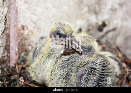 Pigeon bambini nel nido. Abbraccio. Con piumaggio di piccole dimensioni. Foto per il tuo design. Foto Stock