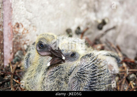 Pigeon bambini nel nido. Con piumaggio di piccole dimensioni. Foto per il tuo design. Foto Stock