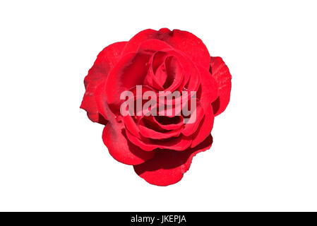 Red Rose isolati su sfondo bianco Foto Stock