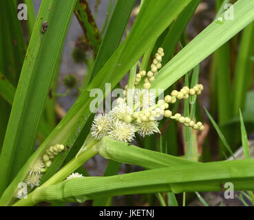 Separare maschio e femmina dei fiori di ramificato Bur-reed (Sparganium erectum). Sevenoaks, Kent, Regno Unito. Foto Stock