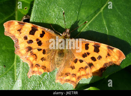 Una virgola (Polygonia c-album) farfalla appoggia con ali aperte. Bedgebury Forest, Kent, Regno Unito. Foto Stock