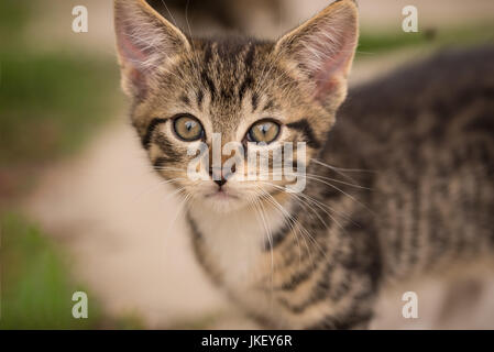 Foto orizzontale con Ritratto Dettagliato di baby gattino. Giovani cat ha bella tabby pelliccia con torace bianco. Animale è nel giardino con la massa di calcestruzzo wi Foto Stock