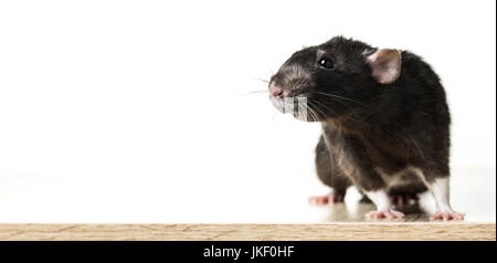 Animale ratto grigio close-up su sfondo bianco Foto Stock