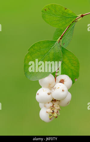 Gemeine Schneebeere, Beeren / (Symphoricarpos albus) | Gemeine Schneebeere, Beeren / (Symphoricarpos albus) Foto Stock