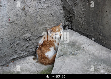 Senzatetto in bianco-rosso gattino si è bloccato in un clima di paura e di seduta su una superficie di cemento vicino i passi vicino al seminterrato. Foto Stock