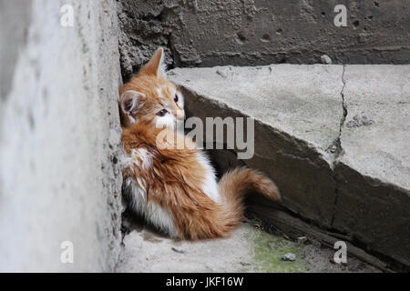 Senzatetto in bianco-rosso gattino si è bloccato in un clima di paura e di seduta su una superficie di cemento vicino i passi vicino al seminterrato. Foto Stock
