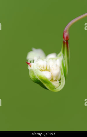 Balsamo himalayana, seedhead con semi, Renania settentrionale-Vestfalia, Germania / (Impatiens glandulifera) / Indian Balsamo Foto Stock
