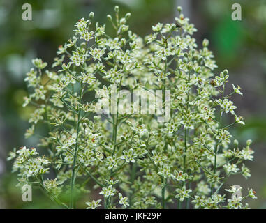 Anticlea elegans, ex Zigadenus elegans, è anche noto come deathcamas di montagna, camas eleganti o erba alcalina Foto Stock