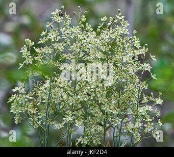 Anticlea elegans, ex Zigadenus elegans, è anche noto come deathcamas di montagna, camas eleganti o erba alcalina Foto Stock