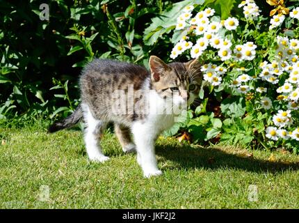 Nove settimane vecchio grigio tabby gattino in piedi nel giardino, UK. Foto Stock