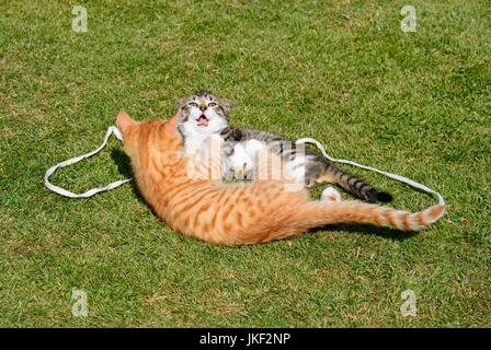 Nove settimane vecchio grigio tabby e dodici settimane vecchio zenzero gattini giocare in giardino, UK. Foto Stock