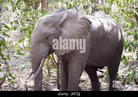 Gli elefanti nella savana della Tanzania di tarangire park Foto Stock
