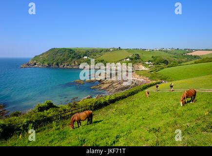 Pferde und Küstenpfad, Talland Bay nahe Polperro, Cornwall, Inghilterra, Großbritannien Foto Stock