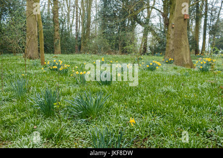 Giallo daffodil fiori selvatici crescente selvatici in campagna Foto Stock