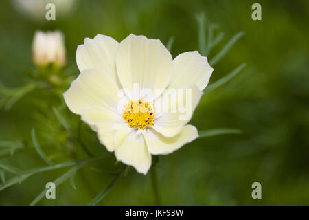 Cosmos bipinnatus "Xanthos' Fiori. Foto Stock