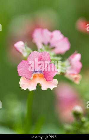 Nemesia (Nesia serie) 'Tropical' Fiori. Foto Stock