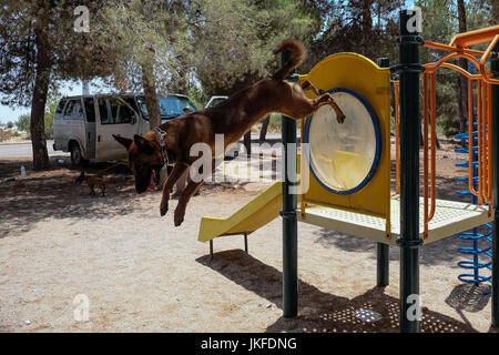 Efrat, West Bank. 23 Luglio, 2017. Il cane di Israele, unità di IDU, non profit Unità canina, treni di cani per salvare la vita di lavoro nel settore della sicurezza, ricerca e salvataggio, per il fissaggio di abitazioni e insediamenti. Un recente intrusione terroristica in un insediamento Halamish home ha portato alla accoltellato di quattro e l'assassinio di tre israeliani. Credito: Nir Alon/Alamy Live News Foto Stock